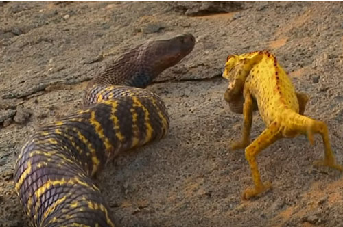 CLIP: Tắc kè hoa đại chiến rắn hổ ngựa vằn và cái kết