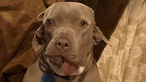 Chuyện lạ: Chó mọc miệng trong tai