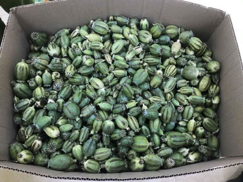 Điện Biên: Gã trai chở bao tải chứa 22kg quả thuốc phiện tươi