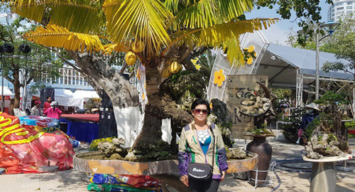 Cây dừa “lạ” hơn 60 năm sống trên đá vẫn cho trái