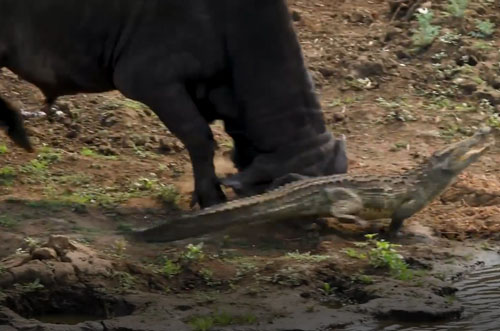 CLIP: Trâu rừng "nổi điên" tấn công cá sấu