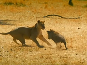 CLIP: Sư tử "bất lực" trước lợn bướu hung hăng