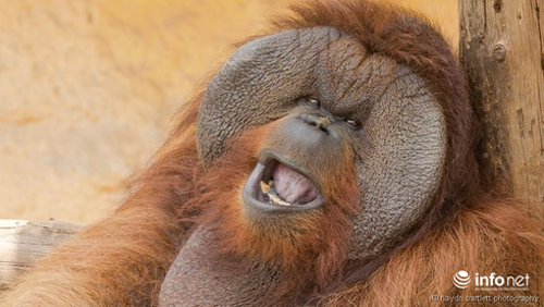 Những con vật nhìn là thấy "buồn cười"