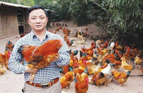 Hà Lâu phát triển chăn nuôi gà theo hướng hàng hóa 