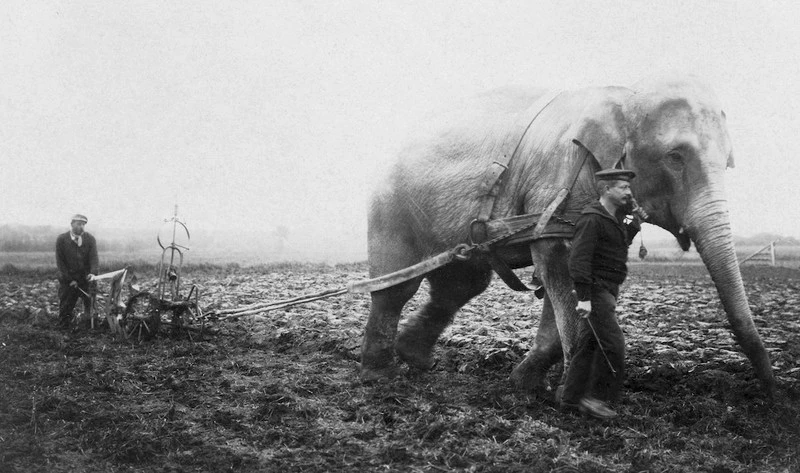 Một chú voi đến từ gánh xiếc Bỉ đang cày ruộng trong Thế chiến thứ I năm 1915.