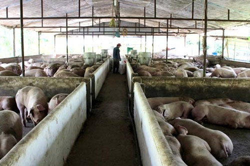 Ngành chăn nuôi ứng phó với CPTPP và EVFTA