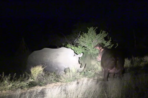 Hà mã nhận ‘cái kết đắng’ vì dám cả gan ‘cà khịa’ tê giác