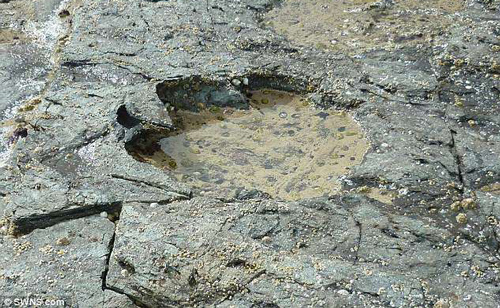 Dấu chân loài khủng long lớn nhất thế giới được tìm thấy cách đây 170 triệu năm