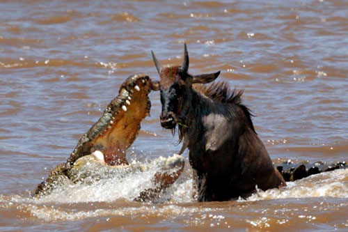 Linh dương đầu bò thoát chết ngoạn mục trước hàm cá sấu