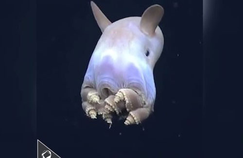 CLIP: 'Choáng' với hình ảnh của các sinh vật kỳ dị nhất dưới đáy biển