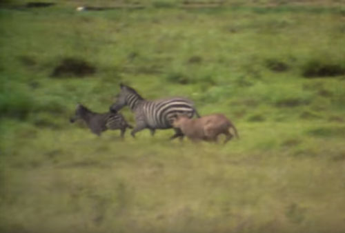 CLIP: Những lần đi săn ngựa vằn "lỗ vốn" của sư tử