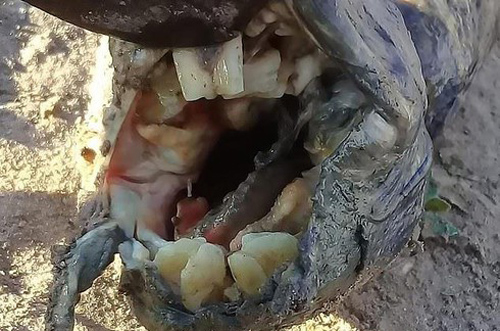 Kinh ngạc "cá lạ" có hàm răng giống người ở Argentina