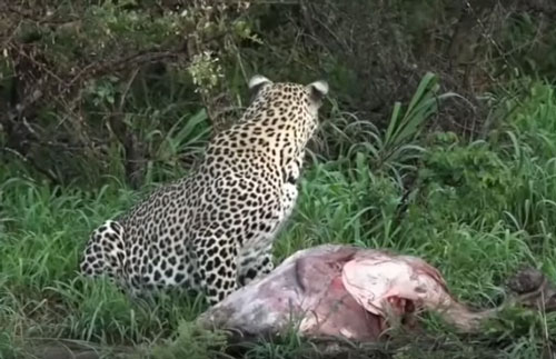 CLIP: Báo hoa mai bỏ chạy hoảng loạn khi thấy linh cẩu