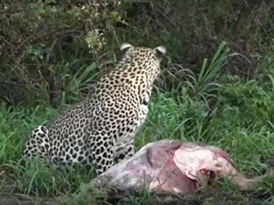 CLIP: Báo hoa mai bỏ chạy hoảng loạn khi thấy linh cẩu