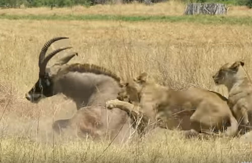 CLIP: Hai con sư tử "chào thua" linh dương