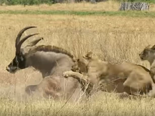 CLIP: Hai con sư tử "chào thua" linh dương