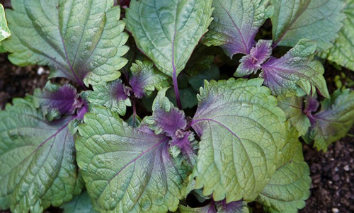 'Thần dược' giảm cân, đẹp da, chữa gout hiệu quả từ lá tía tô