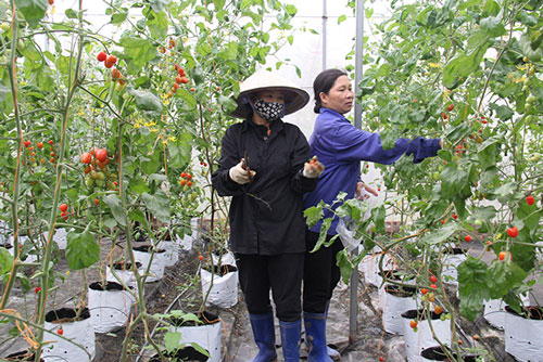 Tăng cường tư vấn hỗ trợ và cung cấp dịch vụ cho thành viên HTX