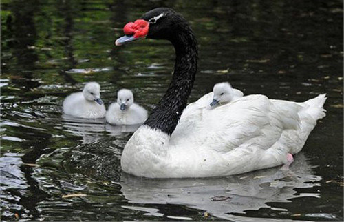 Top 10 "ông bố" giỏi chăm con nhất trong thế giới động vật