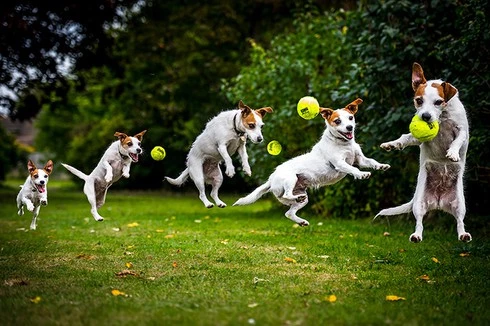 Chú chó Jack Russell tung người lên không bắt bóng khi đang dạo chơi trong công viên Stanmer, Brighton, Anh