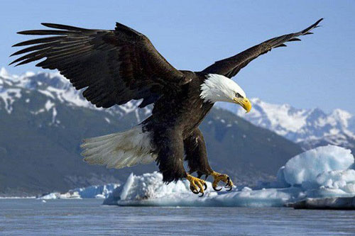 Vì sao ‘chúa tể bầu trời’ phải đập gãy mỏ, bẻ móng vuốt năm 40 tuổi