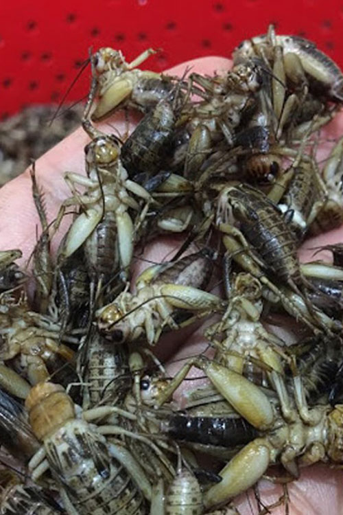 Dứt phố ngột ngạt về quê nuôi dế, chàng trai nhận kết quả ngọt ngào