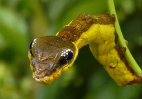 CLIP: 'Sốc' khi nhìn sâu bướm ngụy trang thành rắn để đe dọa kẻ thù