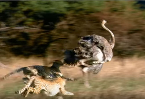 CLIP: Màn đua tốc độ "nghẹt thở" giữa đà điểu và báo săn