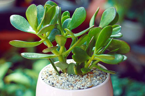 Bàn thờ thần Tài nên đặt 5 loại cây cảnh hút lộc này để kích hoạt vận may và tài lộc, làm sạch không khí cho gia chủ