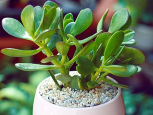 Bàn thờ thần Tài nên đặt 5 loại cây cảnh hút lộc này để kích hoạt vận may và tài lộc, làm sạch không khí cho gia chủ