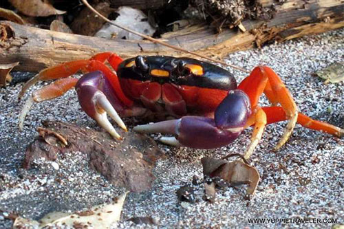 1001 thắc mắc: Vì sao cua lại nhả bọt, loại cua nào khủng nhất thế giới?