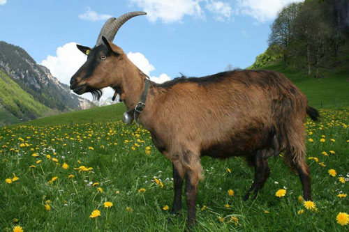 Sau ngày 1/2 Âm lịch, những con giáp này cầm tiền tỷ trong tay, giàu hết phần thiên hạ