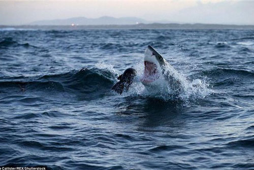 CLIP: Hải cẩu biển bỏ mạng trước hàm cá mập