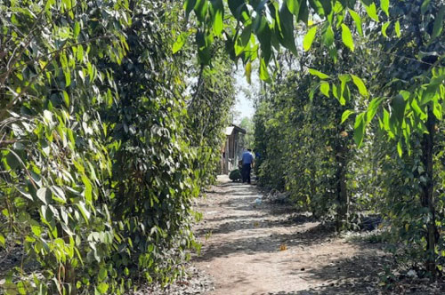 Bình Phước: Mâu thuẫn khi hát karaoke, một người bị đâm chết