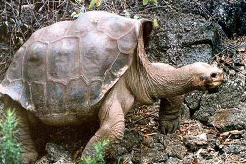 Con rùa khổng lồ đảo Pinta nổi tiếng "George cô đơn". Ảnh: Guardian.