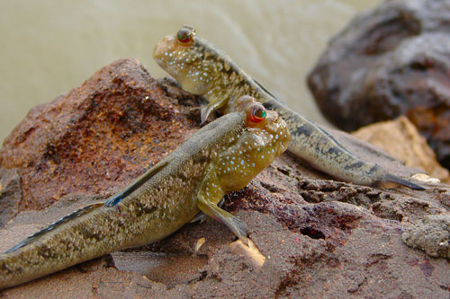 CLIP: Chiêm ngưỡng loài cá kỳ lạ có khả năng sống... trên cạn