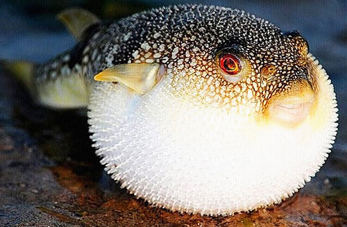 Top 8 loài động vật có hình dáng "quái dị" nhất Việt Nam