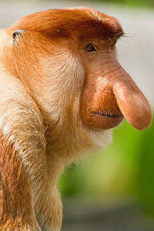 CLIP: “Nghẹt thở” khi chứng kiến đàn khỉ vòi nhảy xuống khúc sông đầy cá sấu