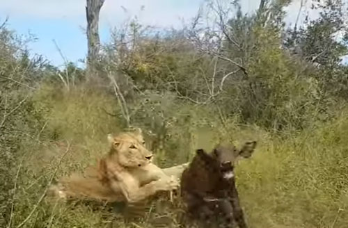 CLIP: Nghé con chết thảm khi bị sư tử tấn công