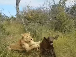 CLIP: Nghé con chết thảm khi bị sư tử tấn công