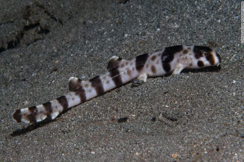 Phát hiện loài cá mập 'đi bộ' dưới đáy biển