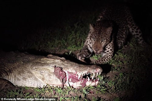 Báo đốm giật mồi trong miệng cá sấu: Liều ăn nhiều