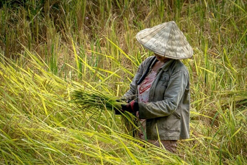 Con dâu là bạn của mẹ chồng