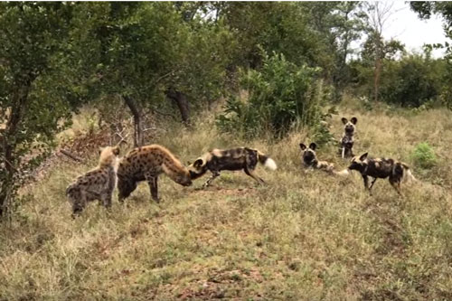 CLIP: Linh cẩu "đụng độ" chó hoang và cái kết bất ngờ