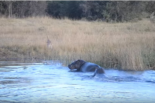 CLIP: Linh dương thoát chết "thần kỳ" khi bị chó hoang và hà mã tấn công