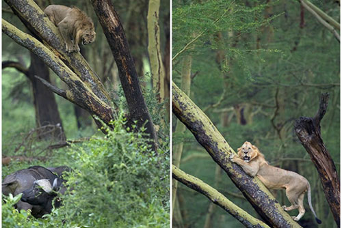 Trăm trâu rừng truy đuổi, sư tử co rúm trên cây