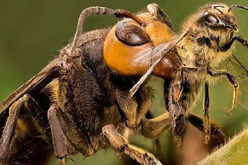 Tại sao ong ăn thịt đồng loại?