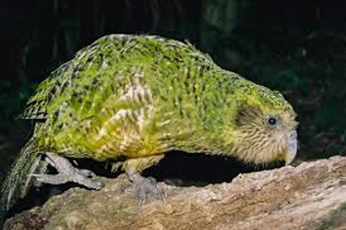 Kakapo là loài vẹt đêm quý hiếm ở New Zealand. Tuy là loài vẹt to lớn nhất thế giới với cân nặng lên đến 4kg, thế nhưng đôi cánh của chúng lại rất nhỏ bé. Thêm vào đó là bộ lông khá to lớn làm cho chúng không thể đủ sức để có thể tung cánh bay lượn được. Nhưng điều thú vị là kakapo lại có thành tích leo trèo rất đáng nể.