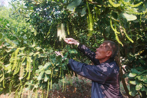 Lai Châu: Trở thành tỷ phú từ trồng cây mắc ca