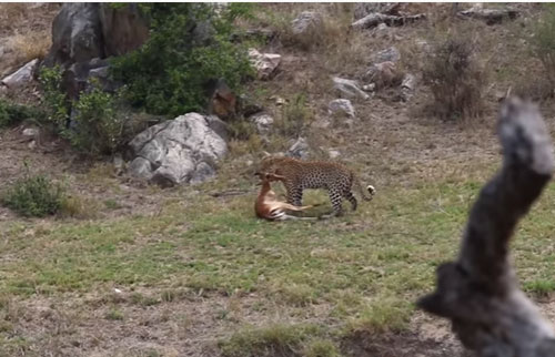 CLIP: Báo hoa mai thể hiện khả năng săn mồi "tuyệt đỉnh"